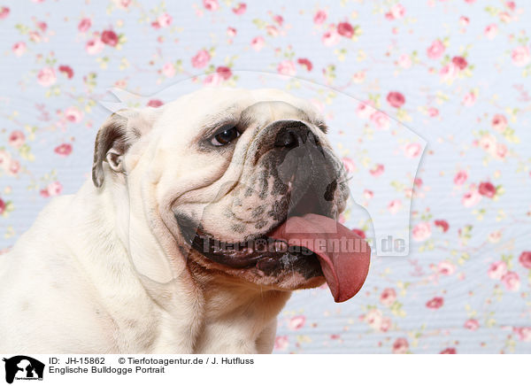 Englische Bulldogge Portrait / JH-15862