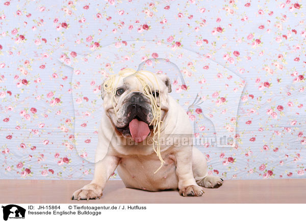 fressende Englische Bulldogge / eating English Bulldog / JH-15864