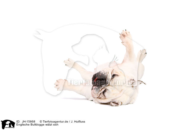 Englische Bulldogge wlzt sich / JH-15868
