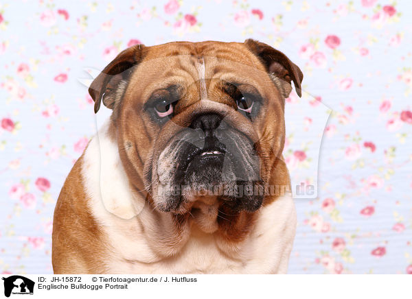 Englische Bulldogge Portrait / JH-15872