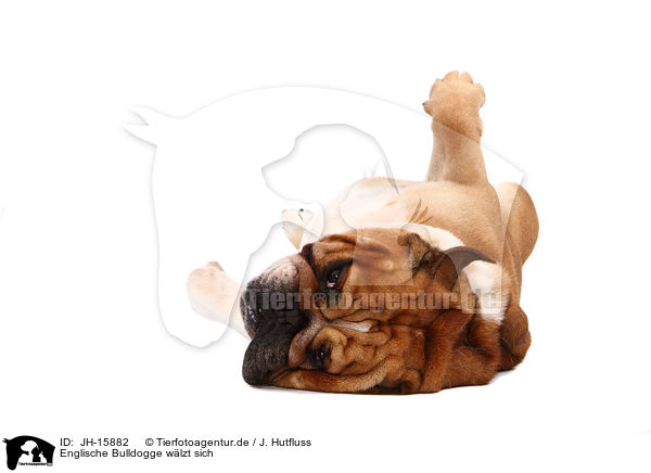 Englische Bulldogge wlzt sich / rolling English Bulldog / JH-15882