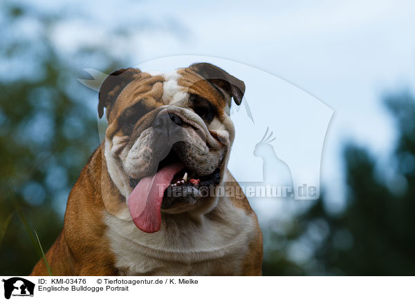 Englische Bulldogge Portrait / KMI-03476