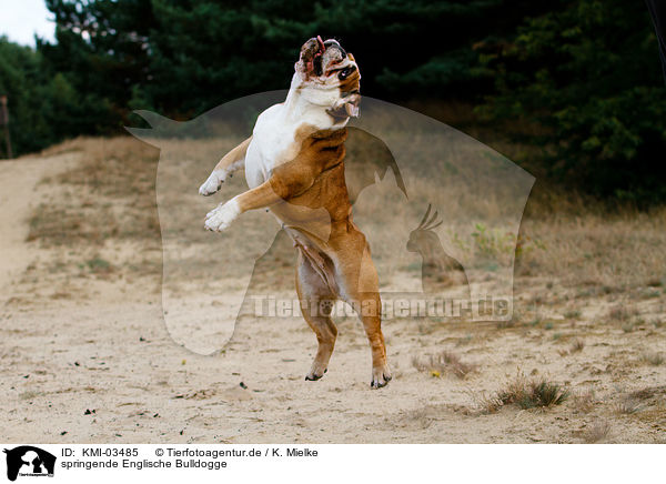 springende Englische Bulldogge / jumping English Bulldog / KMI-03485