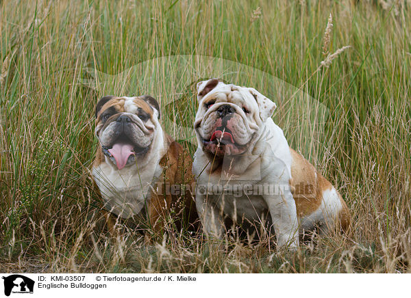 Englische Bulldoggen / English Bulldogs / KMI-03507