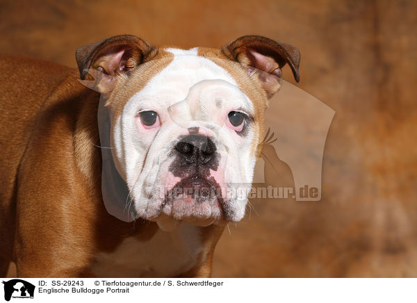 Englische Bulldogge Portrait / SS-29243