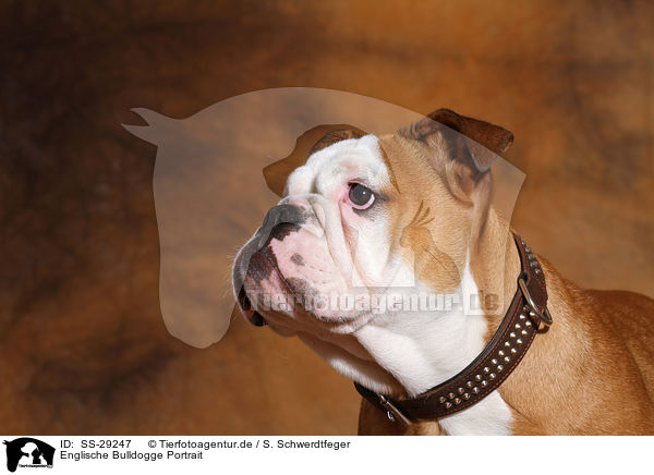 Englische Bulldogge Portrait / SS-29247