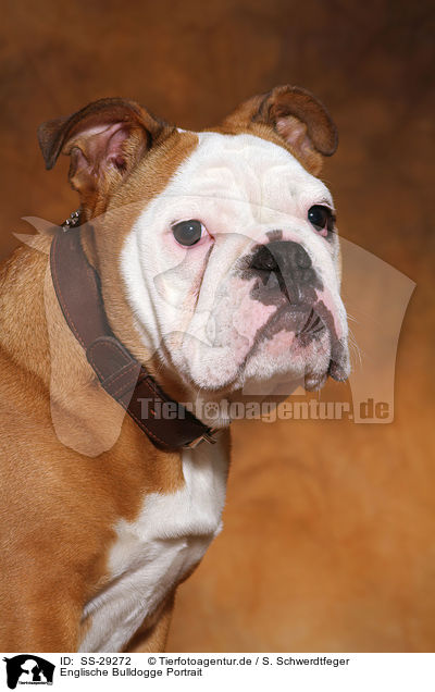 Englische Bulldogge Portrait / SS-29272