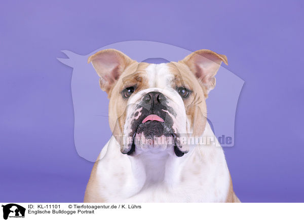 Englische Bulldogge Portrait / KL-11101