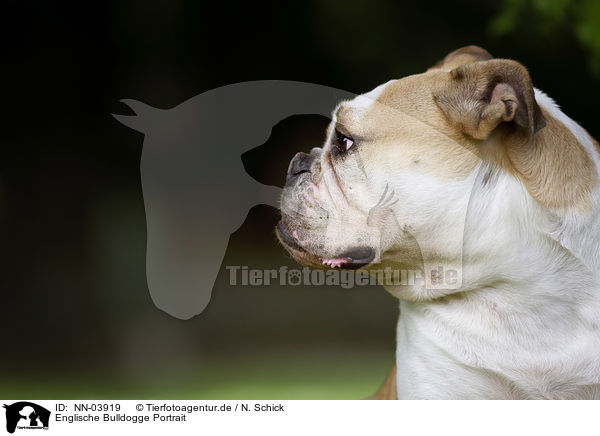 Englische Bulldogge Portrait / NN-03919