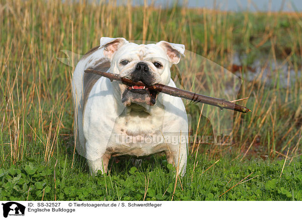 Englische Bulldogge / English Bulldog / SS-32527