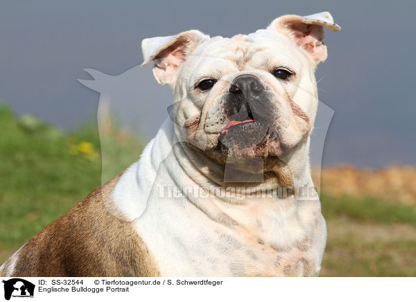 Englische Bulldogge Portrait / SS-32544
