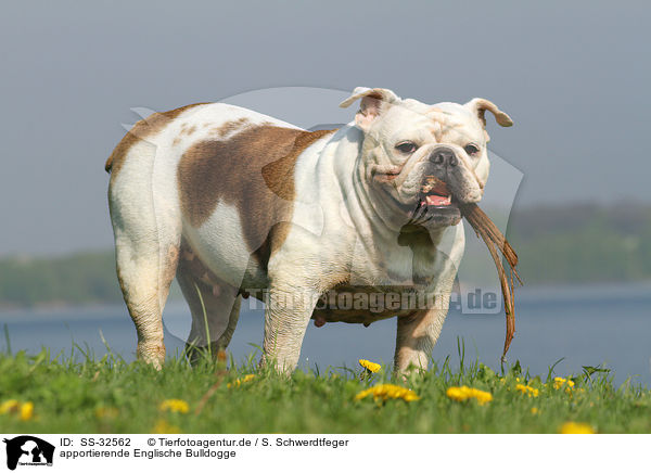 apportierende Englische Bulldogge / fetching English Bulldog / SS-32562