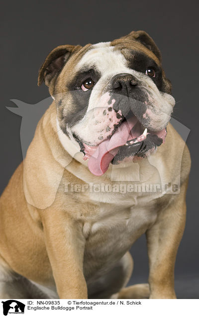 Englische Bulldogge Portrait / NN-09835