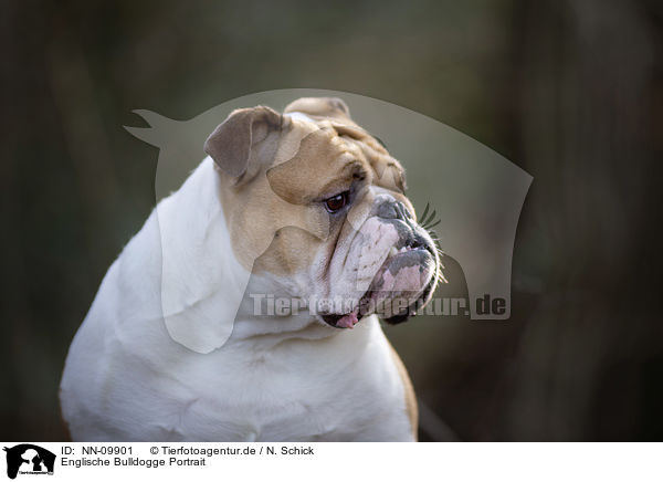 Englische Bulldogge Portrait / NN-09901