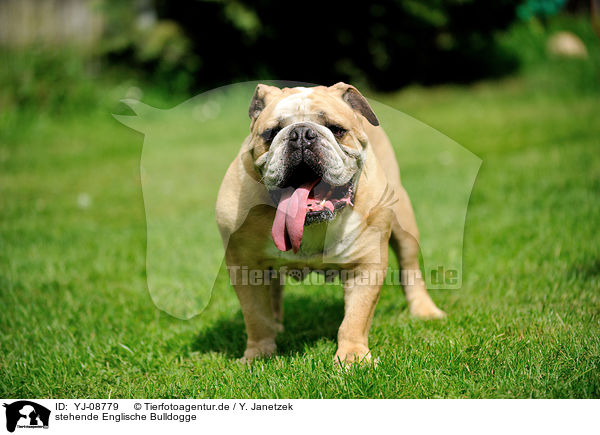 stehende Englische Bulldogge / standing English Bulldog / YJ-08779