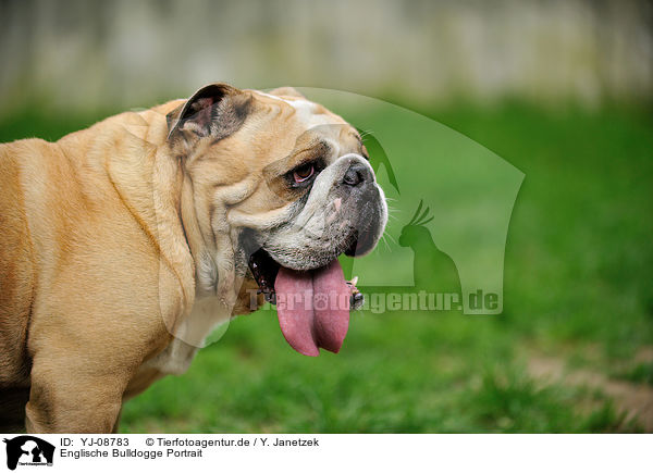 Englische Bulldogge Portrait / YJ-08783