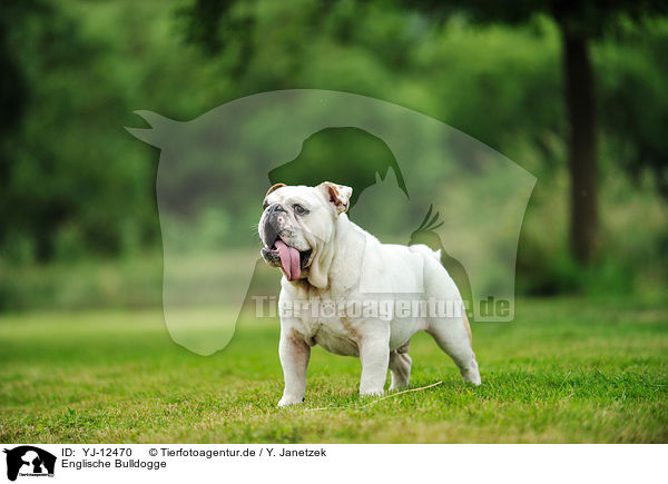 Englische Bulldogge / YJ-12470