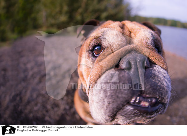Englische Bulldogge Portrait / BS-06202