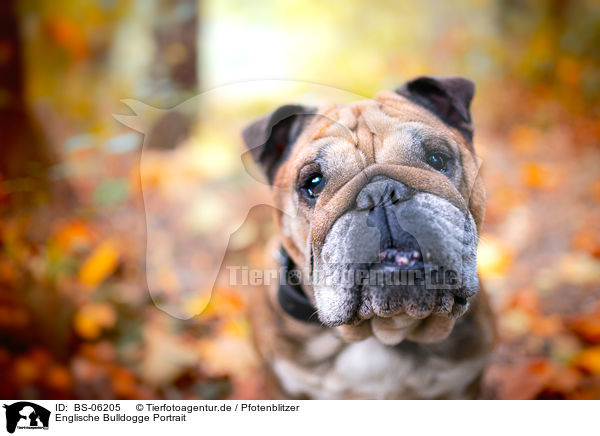 Englische Bulldogge Portrait / BS-06205