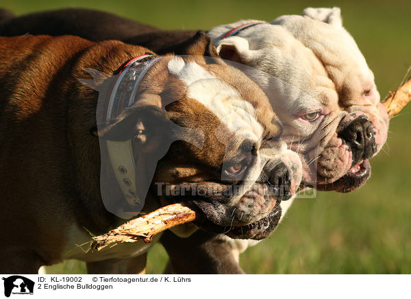 2 Englische Bulldoggen / 2 English Bulldogs / KL-19002