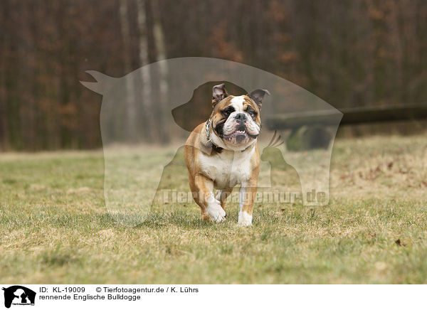 rennende Englische Bulldogge / running English Bulldog / KL-19009