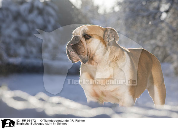 Englische Bulldogge steht im Schnee / RR-98472