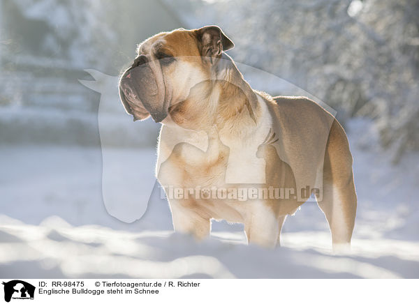 Englische Bulldogge steht im Schnee / RR-98475
