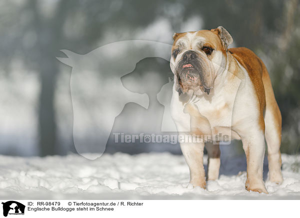 Englische Bulldogge steht im Schnee / RR-98479