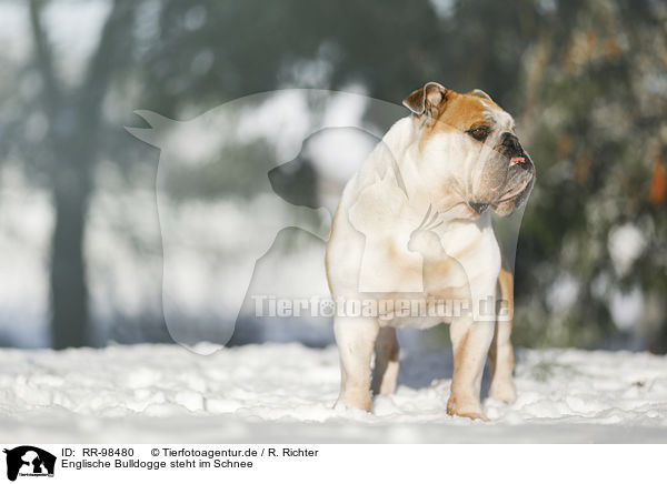 Englische Bulldogge steht im Schnee / RR-98480