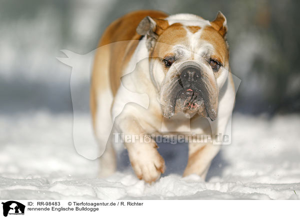 rennende Englische Bulldogge / running English Bulldog / RR-98483