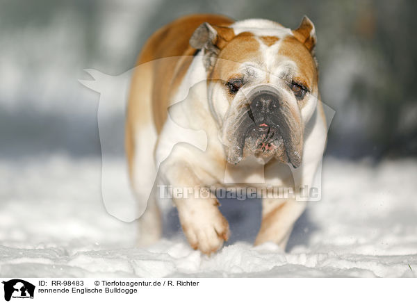 rennende Englische Bulldogge / RR-98483