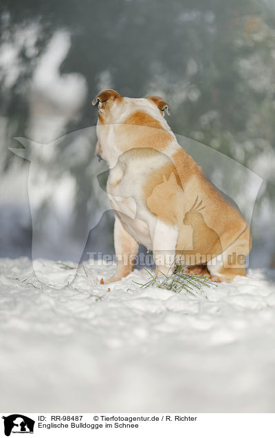 Englische Bulldogge im Schnee / RR-98487