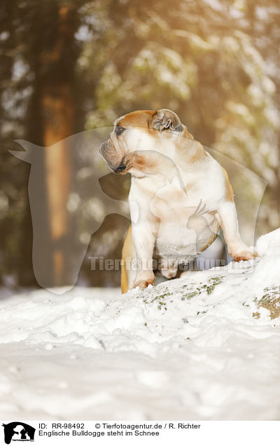 Englische Bulldogge steht im Schnee / RR-98492