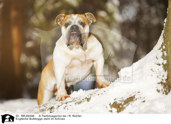 Englische Bulldogge steht im Schnee / RR-98496