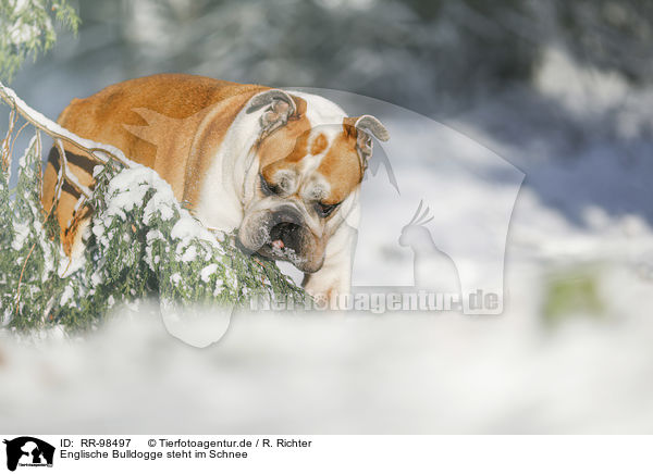 Englische Bulldogge steht im Schnee / RR-98497