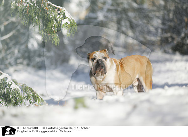 Englische Bulldogge steht im Schnee / RR-98500