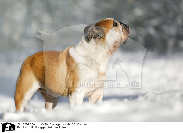 Englische Bulldogge steht im Schnee / RR-98501