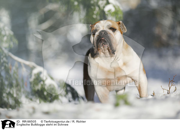 Englische Bulldogge steht im Schnee / RR-98505