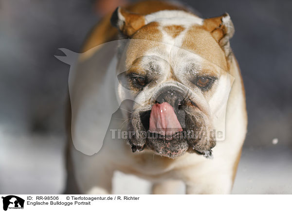 Englische Bulldogge Portrait / RR-98506