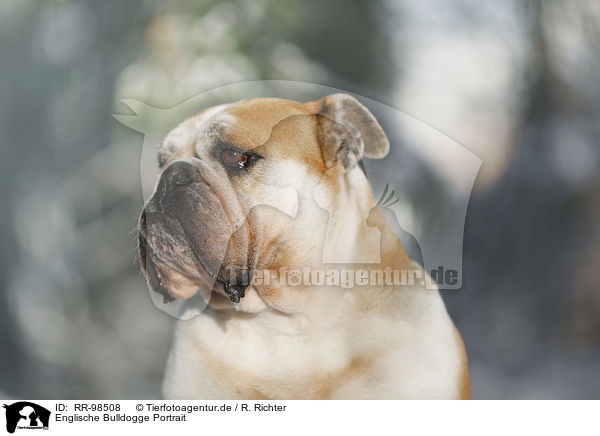 Englische Bulldogge Portrait / RR-98508