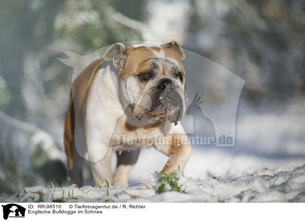 Englische Bulldogge im Schnee / RR-98510