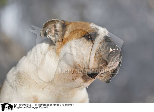 Englische Bulldogge Portrait / RR-98512