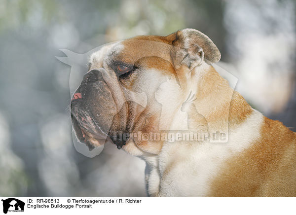 Englische Bulldogge Portrait / RR-98513