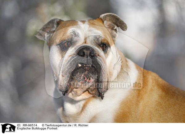 Englische Bulldogge Portrait / RR-98514