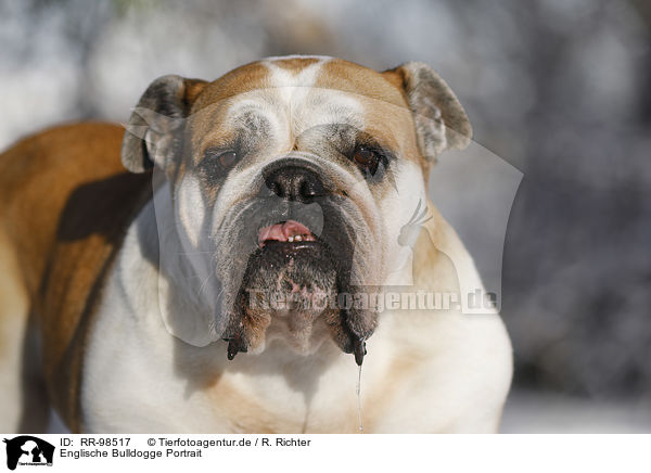 Englische Bulldogge Portrait / RR-98517
