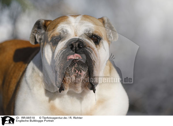 Englische Bulldogge Portrait / RR-98518