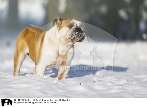 Englische Bulldogge steht im Schnee / RR-98522
