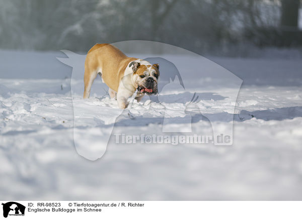Englische Bulldogge im Schnee / RR-98523