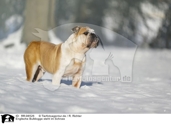 Englische Bulldogge steht im Schnee / RR-98526