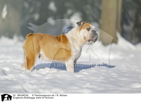 Englische Bulldogge steht im Schnee / RR-98528